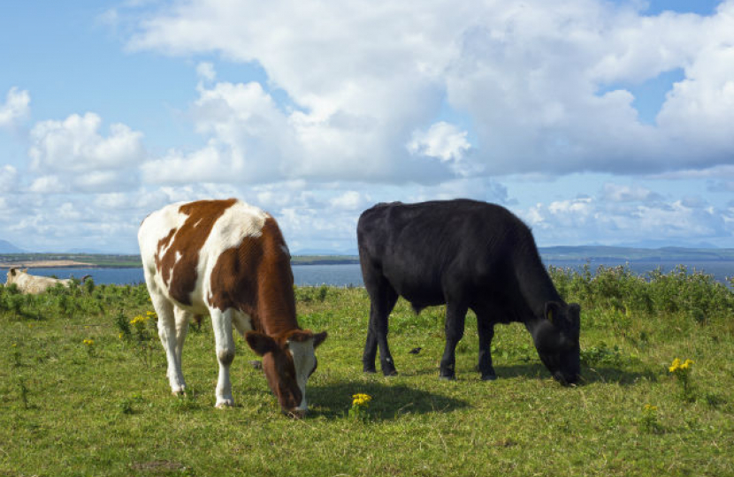 cows defra farming agriculture