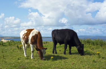 Photo of cows in field